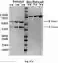 Fig. 119 - TUMOR ACTIVATED T CELL ENGAGERS AND METHODS OF USE THEREOF