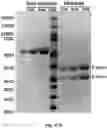 Fig. 48 - TUMOR ACTIVATED T CELL ENGAGERS AND METHODS OF USE THEREOF
