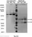 Fig. 51 - TUMOR ACTIVATED T CELL ENGAGERS AND METHODS OF USE THEREOF