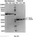 Fig. 54 - TUMOR ACTIVATED T CELL ENGAGERS AND METHODS OF USE THEREOF