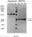 Fig. 57 - TUMOR ACTIVATED T CELL ENGAGERS AND METHODS OF USE THEREOF