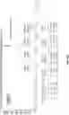 Fig. 58 - TUMOR ACTIVATED T CELL ENGAGERS AND METHODS OF USE THEREOF