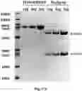 Fig. 71 - TUMOR ACTIVATED T CELL ENGAGERS AND METHODS OF USE THEREOF