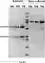 Fig. 79 - TUMOR ACTIVATED T CELL ENGAGERS AND METHODS OF USE THEREOF