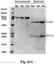 Fig. 87 - TUMOR ACTIVATED T CELL ENGAGERS AND METHODS OF USE THEREOF