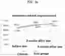 Fig. 11 - METHOD FOR PRODUCTION OF FUNCTIONAL POLYSACCHARIDE AND COSMETIC COMPOSITION