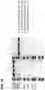 Fig. 42 - ANTIGEN BINDING POLYPEPTIDES, ANTIGEN BINDING POLYPEPTIDE COMPLEXES AND METHODS OF USE THEREOF