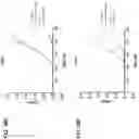 Fig. 82 - ANTIGEN BINDING POLYPEPTIDES, ANTIGEN BINDING POLYPEPTIDE COMPLEXES AND METHODS OF USE THEREOF