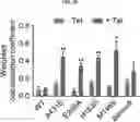 Fig. 12 - COMPOSITION FOR PREVENTING OR TREATING ALZHEIMER'S DISEASE COMPRISING INHIBITOR OF ATLASTIN 2, AND METHOD FOR DIAGNOSING ALZHEIMER'S DISEASE BY DETERMINING ATLASTIN 2