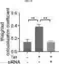 Fig. 34 - COMPOSITION FOR PREVENTING OR TREATING ALZHEIMER'S DISEASE COMPRISING INHIBITOR OF ATLASTIN 2, AND METHOD FOR DIAGNOSING ALZHEIMER'S DISEASE BY DETERMINING ATLASTIN 2