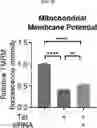 Fig. 36 - COMPOSITION FOR PREVENTING OR TREATING ALZHEIMER'S DISEASE COMPRISING INHIBITOR OF ATLASTIN 2, AND METHOD FOR DIAGNOSING ALZHEIMER'S DISEASE BY DETERMINING ATLASTIN 2