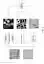Fig. 02 - METHOD FOR ANALYZING IMMUNOHISTOCHEMISTRY IMAGES