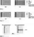 Fig. 02 - Joint resource map design of DM-RS and PT-RS