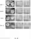Fig. 03 - NOVEL SLOW DISSOLVE WATER TREATMENT COMPOSITIONS