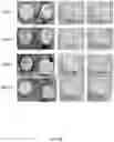 Fig. 08 - NOVEL SLOW DISSOLVE WATER TREATMENT COMPOSITIONS