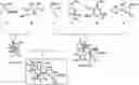 Fig. 01 - Macrolides with Modified Desosamine Sugars and Uses Thereof