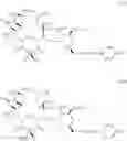Fig. 55 - Macrolides with Modified Desosamine Sugars and Uses Thereof