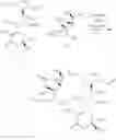Fig. 640 - Macrolides with Modified Desosamine Sugars and Uses Thereof
