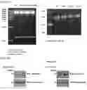 Fig. 19 - METHOD FOR EXTENDING HALF-LIFE OF A PROTEIN