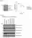Fig. 21 - METHOD FOR EXTENDING HALF-LIFE OF A PROTEIN