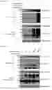 Fig. 48 - METHOD FOR EXTENDING HALF-LIFE OF A PROTEIN