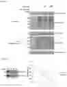 Fig. 11 - METHOD FOR EXTENDING HALF-LIFE OF A PROTEIN