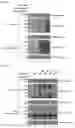 Fig. 23 - METHOD FOR EXTENDING HALF-LIFE OF A PROTEIN