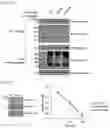Fig. 29 - METHOD FOR EXTENDING HALF-LIFE OF A PROTEIN
