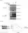 Fig. 37 - METHOD FOR EXTENDING HALF-LIFE OF A PROTEIN