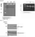 Fig. 09 - METHOD FOR EXTENDING HALF-LIFE OF A PROTEIN