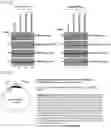 Fig. 12 - METHOD FOR EXTENDING HALF-LIFE OF A PROTEIN