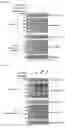 Fig. 17 - METHOD FOR EXTENDING HALF-LIFE OF A PROTEIN