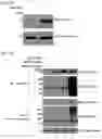 Fig. 28 - METHOD FOR EXTENDING HALF-LIFE OF A PROTEIN
