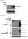 Fig. 31 - METHOD FOR EXTENDING HALF-LIFE OF A PROTEIN