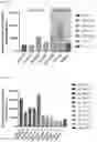 Fig. 08 - NOVEL ALPHA-HELICAL DOUBLE-SIDED CELL PENETRATING PEPTIDE AND USE THEREOF