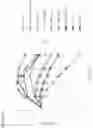 Fig. 13 - NOVEL ALPHA-HELICAL DOUBLE-SIDED CELL PENETRATING PEPTIDE AND USE THEREOF