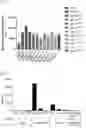 Fig. 16 - NOVEL ALPHA-HELICAL DOUBLE-SIDED CELL PENETRATING PEPTIDE AND USE THEREOF
