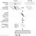 Fig. 03 - PROTEOGENOMIC-BASED METHOD FOR IDENTIFYING TUMOR-SPECIFIC ANTIGENS