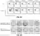 Fig. 20 - PROTEOGENOMIC-BASED METHOD FOR IDENTIFYING TUMOR-SPECIFIC ANTIGENS