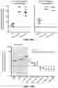 Fig. 22 - PROTEOGENOMIC-BASED METHOD FOR IDENTIFYING TUMOR-SPECIFIC ANTIGENS