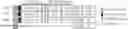 Fig. 01 - CHIMERIC ANTIGEN RECEPTOR CONSTRUCTS AND THEIR USE IN CAR-T CELLS