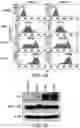 Fig. 07 - CHIMERIC ANTIGEN RECEPTOR CONSTRUCTS AND THEIR USE IN CAR-T CELLS