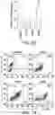 Fig. 19 - CHIMERIC ANTIGEN RECEPTOR CONSTRUCTS AND THEIR USE IN CAR-T CELLS