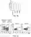 Fig. 20 - CHIMERIC ANTIGEN RECEPTOR CONSTRUCTS AND THEIR USE IN CAR-T CELLS
