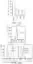 Fig. 25 - CHIMERIC ANTIGEN RECEPTOR CONSTRUCTS AND THEIR USE IN CAR-T CELLS