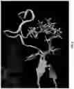 Fig. 10 - IDENTIFICATION OF BIOMIMETIC VIRAL PEPTIDES AND USES THEREOF