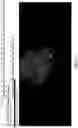 Fig. 11 - IDENTIFICATION OF BIOMIMETIC VIRAL PEPTIDES AND USES THEREOF