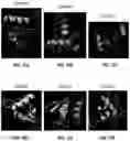 Fig. 24 - IDENTIFICATION OF BIOMIMETIC VIRAL PEPTIDES AND USES THEREOF