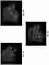 Fig. 27 - IDENTIFICATION OF BIOMIMETIC VIRAL PEPTIDES AND USES THEREOF