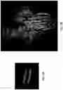 Fig. 29 - IDENTIFICATION OF BIOMIMETIC VIRAL PEPTIDES AND USES THEREOF